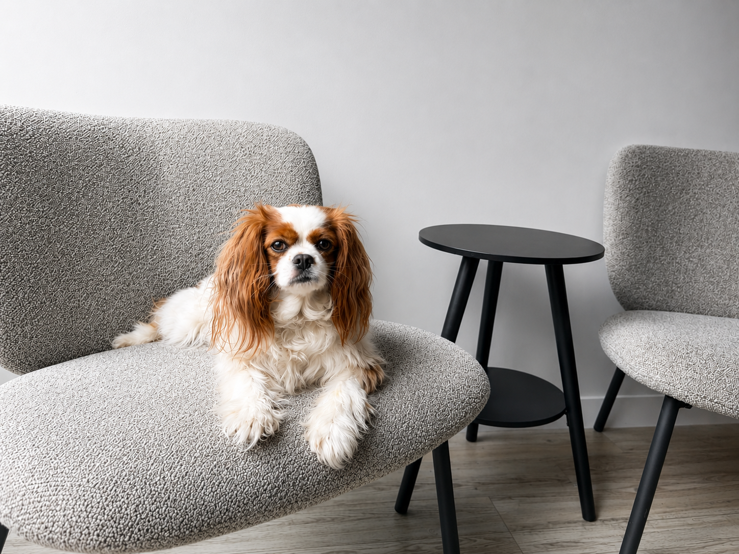 Tess, de kantoorhond van Maira®